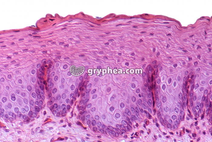 Epiderme x100 - gryphea.org